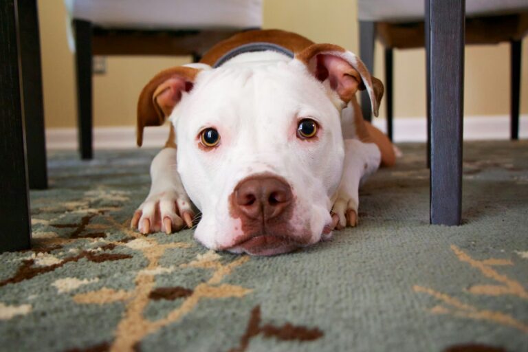 dog under the table on the nyc appartment